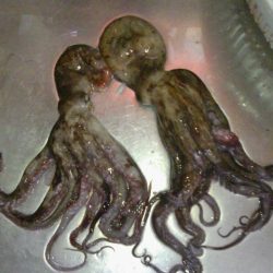 人が多い中の釣り